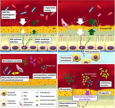 Mosquito Trilogy: Microbiota, Immunity and Pathogens, and Their Implications for the Control of Disease Transmission